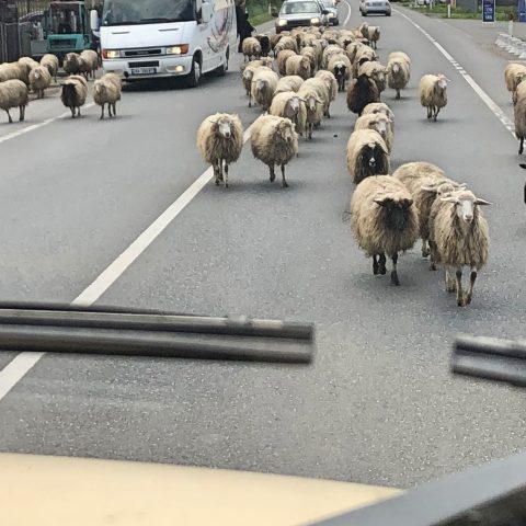 Albanien – wunderschöne Natur, freundliche Menschen und Anarchie auf den Strassen