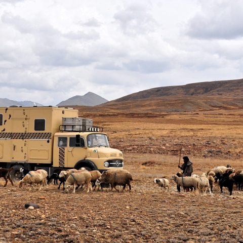 Deosai Planes – Besuch von Mister Petz und Abwechslung im Speiseplan